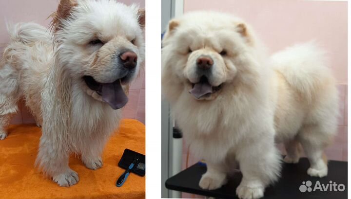 Груминг Вычес Стрижка Триминг собак,кошек