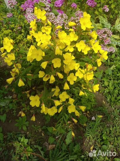 Многолетние растения, гейхера, кореопсис, энотера