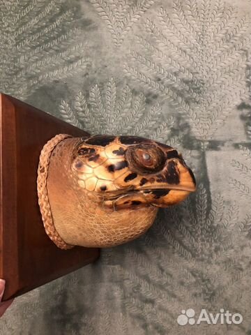 Голова черепахи