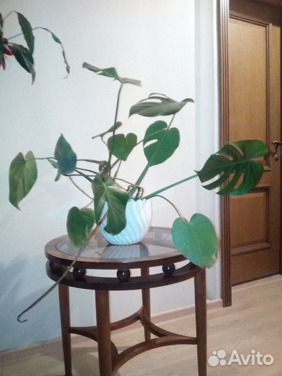 Монстера, кротон, юкка, спатифилиум, фиалка