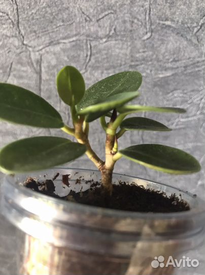 Фикусы разные сорта