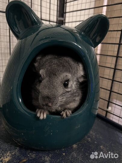 Шиншиллы в хорошие руки