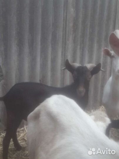 Мурсиано гранадина