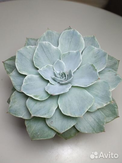 Суккуленты