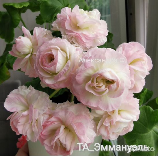 Коллекционные сортовые пеларгонии (герани)