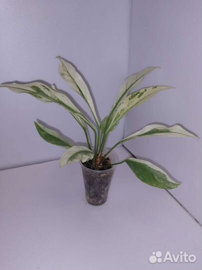 Антуриум Волна любви вариегатный