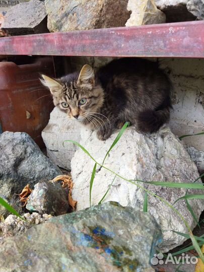 Котята в дар