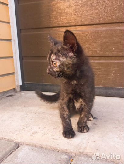 Котята девочки в дар