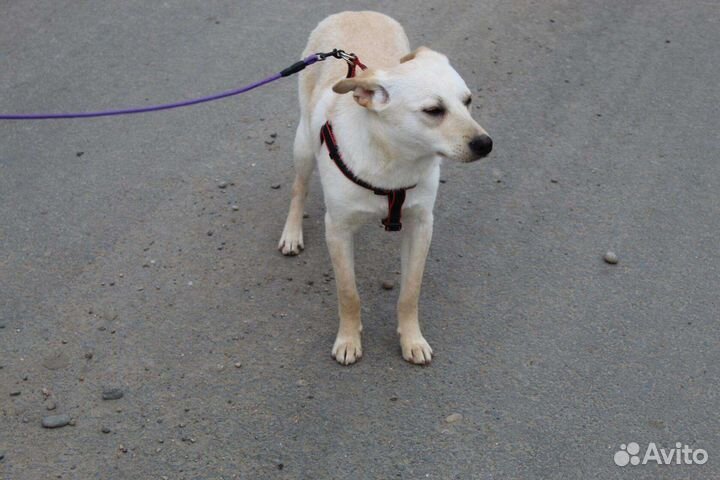 Пес для дома