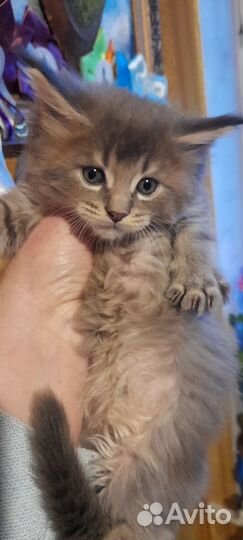 Котята мейн-кун с документами