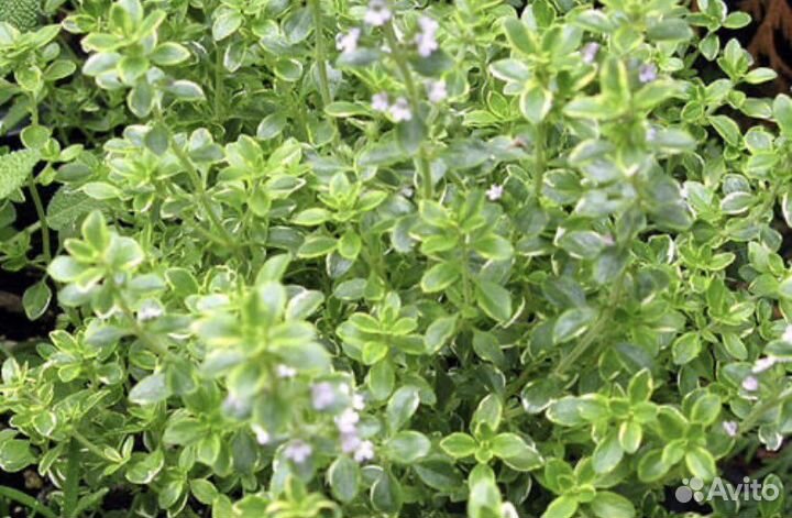 Чабрец (тимьян) съедобный