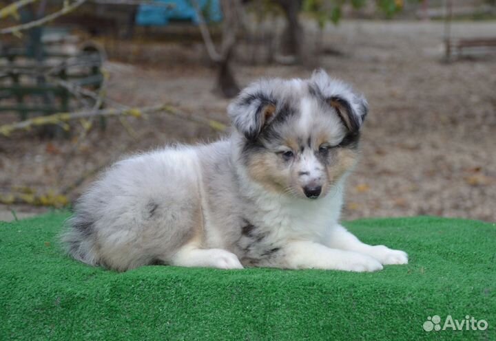 Щенки шелти