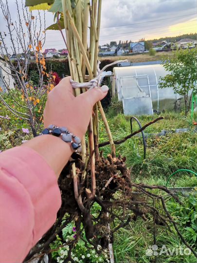 Саженцы малины