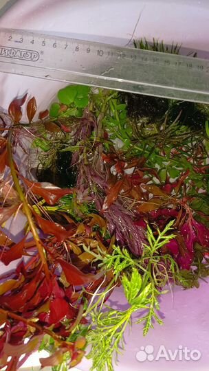 Аквариумные растения прополка