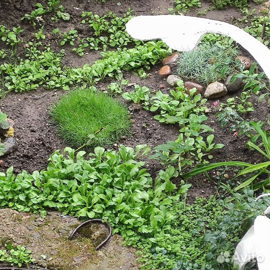 Маргаритки рассада