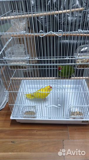 Попугай какарики с клеткой