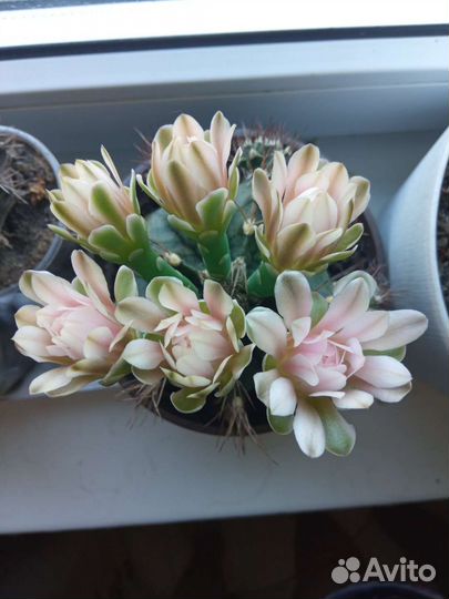 Кактус цветущий