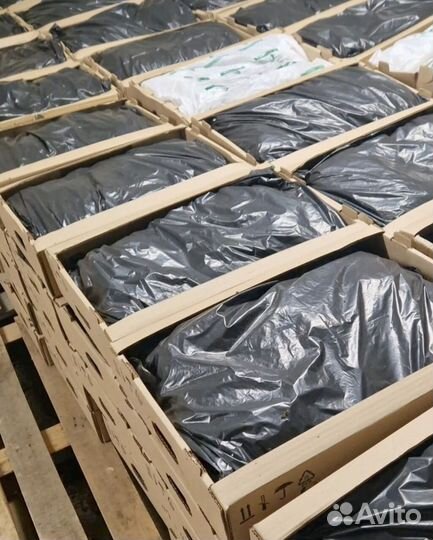 Сосна Обыкновенная Pinus sylvestris