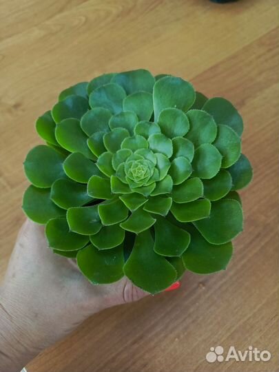 Суккулент Эониум