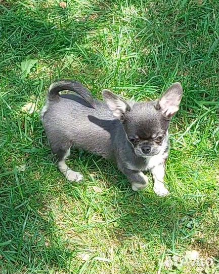 Чихуахуа голубо подпалый красавец