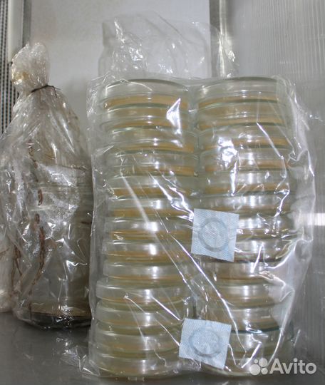 Мицелий вешенки И опенка