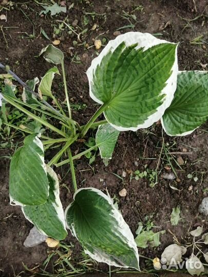 Цветы разные