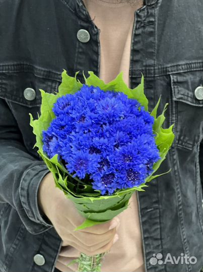 Васильки цветы