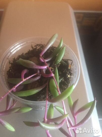 Суккулент ампельный (оттона мясистая)