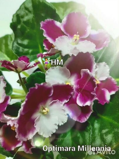 Сортовые фиалочки