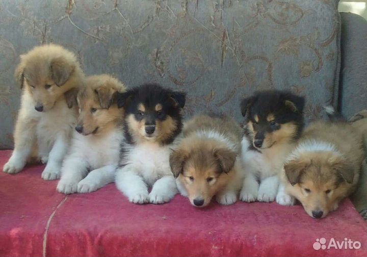 Колли