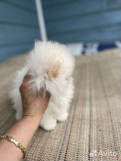 Мини шпиц мальчик и девочка