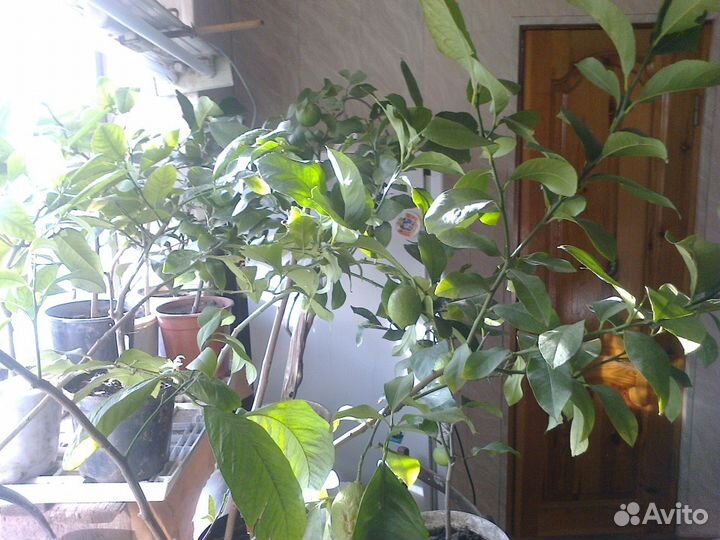 Цитрусовые комнатные растения