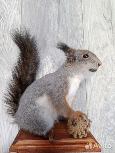 Чучела птиц и животных для рисования