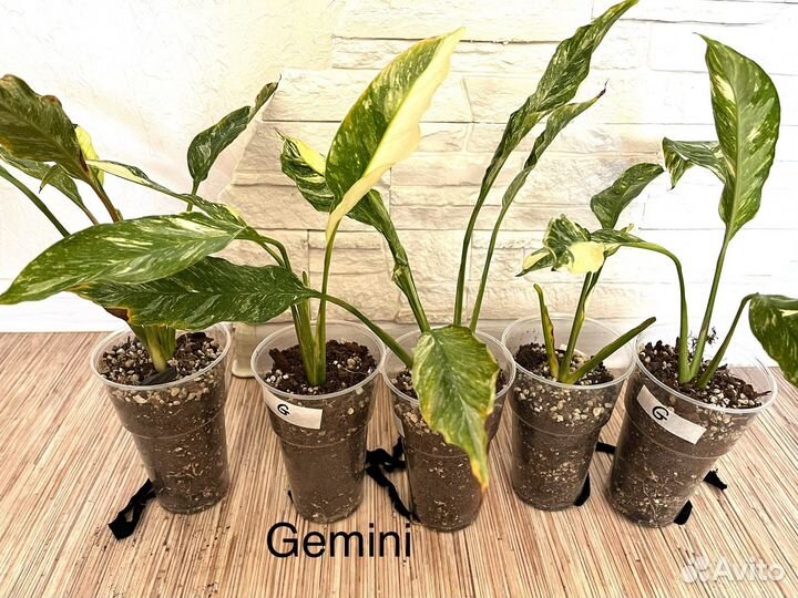 Спатифиллум Gemini