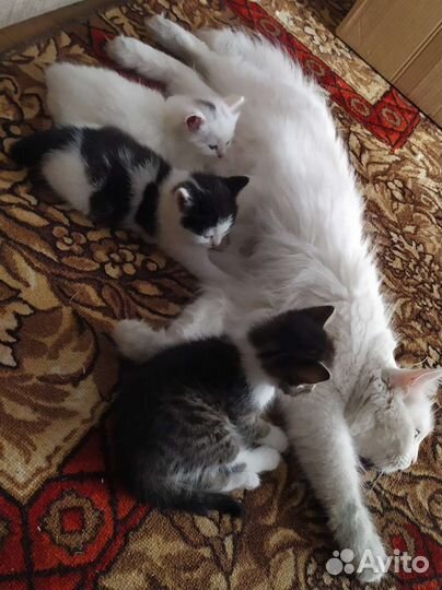 Котенок мальчик