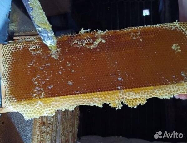 Мед 24 года из Алтая опт