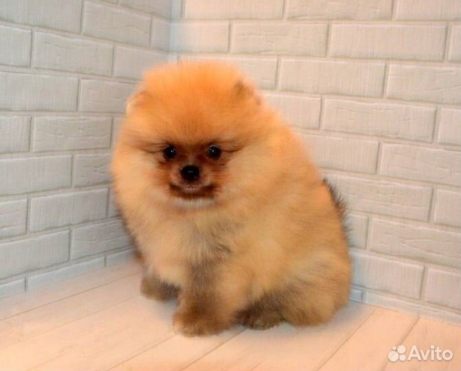 Померанский шпиц, кукольные щенки с документами