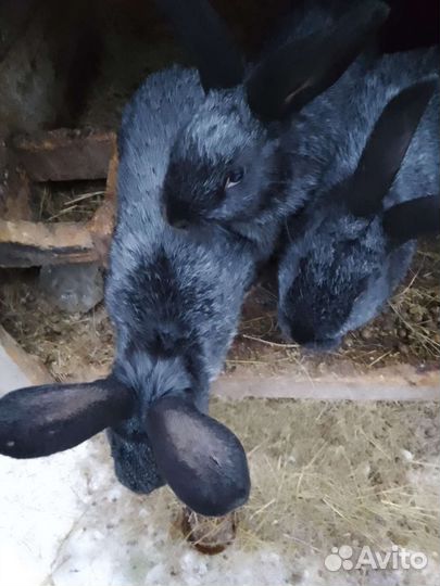 Мясо кролика, кролики