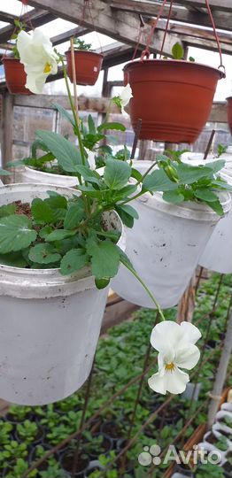 Рассада огурцов, цветов