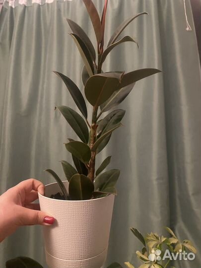 Фикус каучуковидный