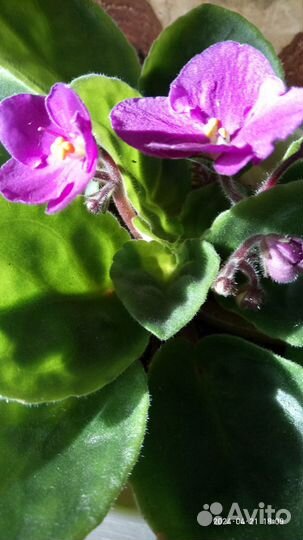 Гардения Жасминовидная, фиалки