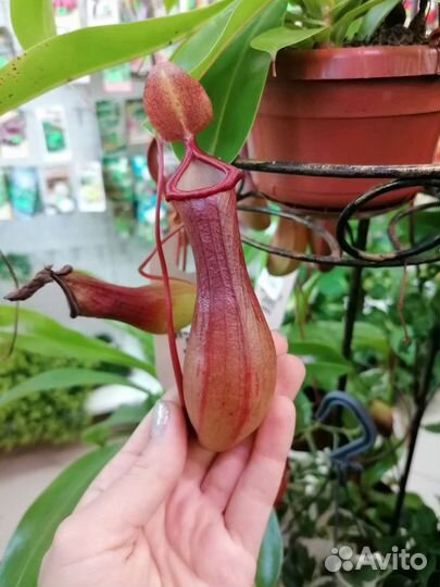 Непентес Алата, Вентрата