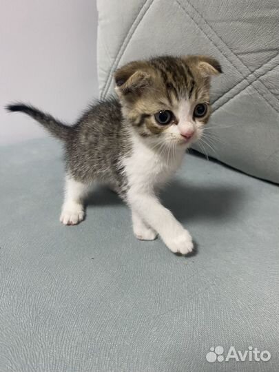 Шотландские вислоухие котята