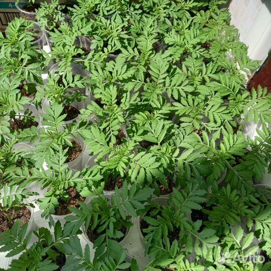 Бархатцы рассада