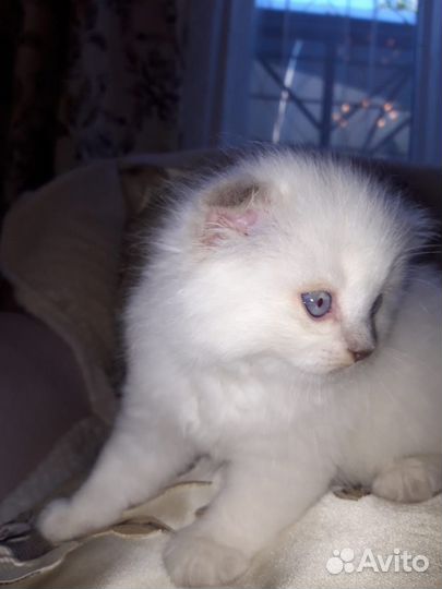 Котята шотландские вислоухие