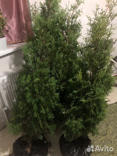 Туя смарагд