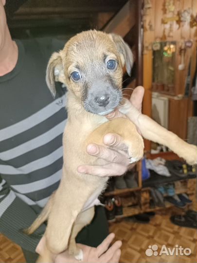 Собака левретка щенок