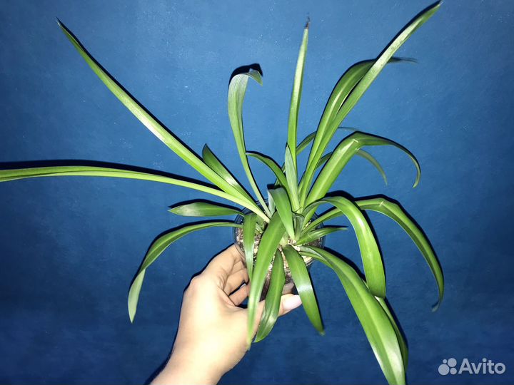 Хлорофитум, Бегония