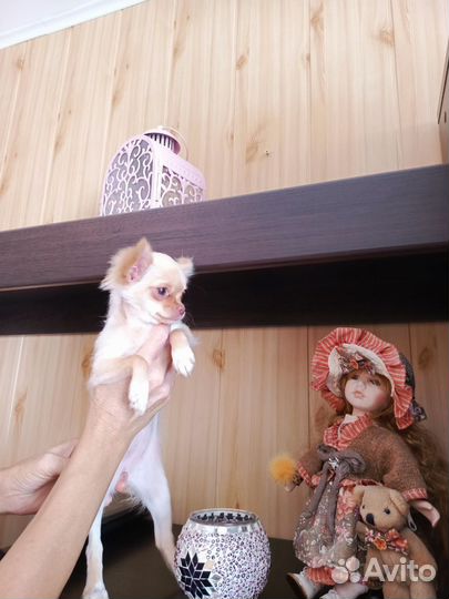 Продаю Чихуа девочку
