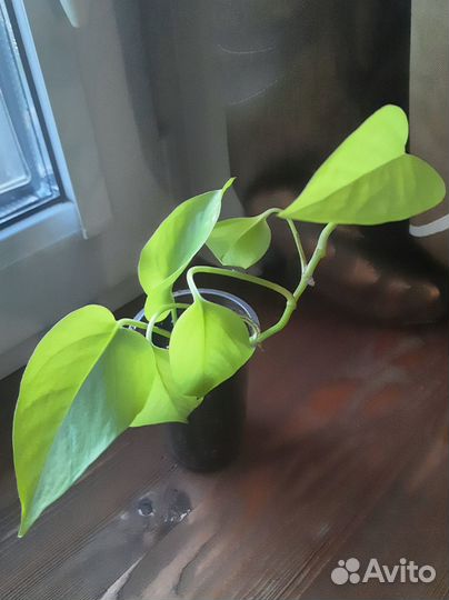 Эпипремнум, сциндапсус Неон